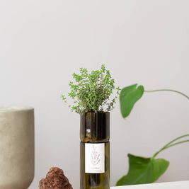Grow Bottle Thym