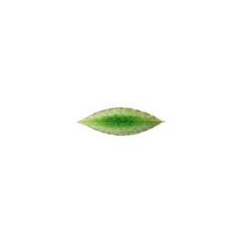 FEUILLE DE LAURIER 18CM