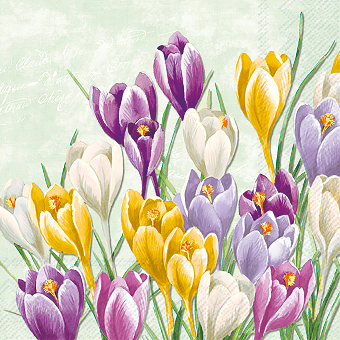Serviettes Fleurs de Crocus