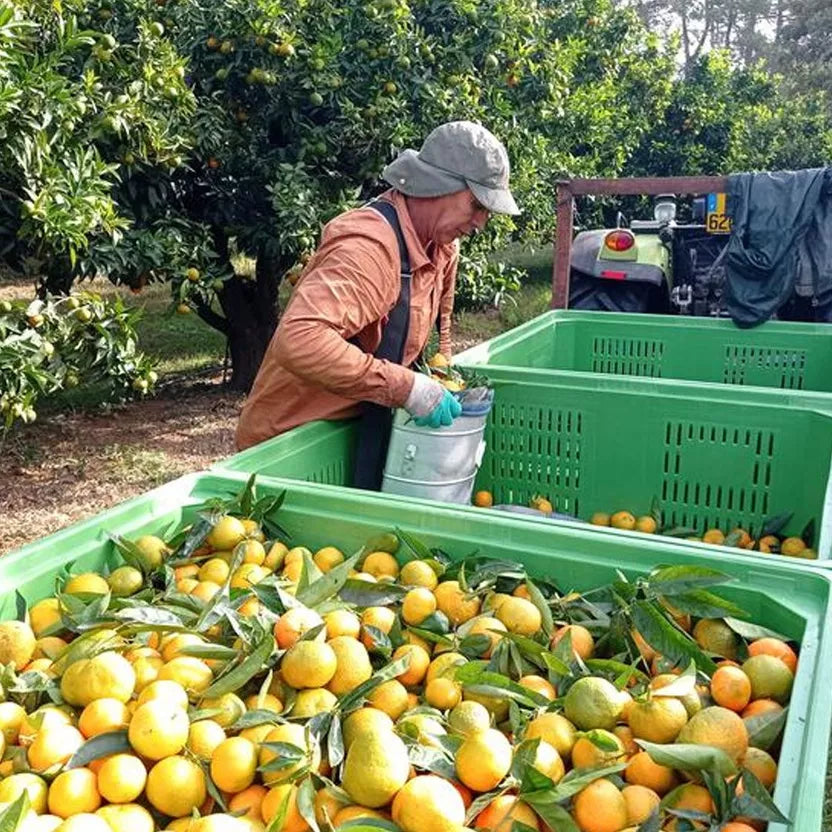 Rhum arrangé Clémentine de Corse IGP