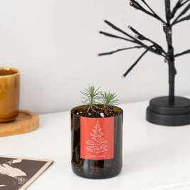 Jardin en Bouteille Joyeux Noël