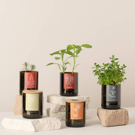 Jardin en Bouteille Joyeux Noël