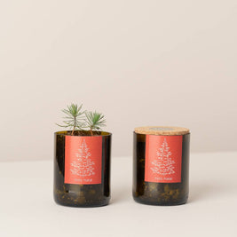 Jardin en Bouteille Joyeux Noël
