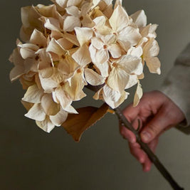 Hydrangea Tige, Nature, Fleurs artificielles