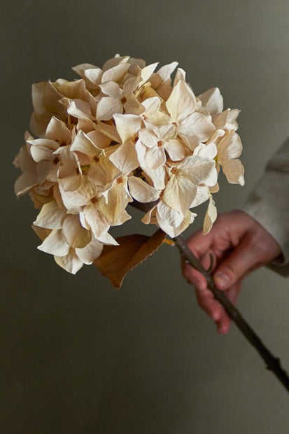 Hydrangea Tige, Nature, Fleurs artificielles